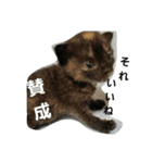 猫。。。他（個別スタンプ：23）