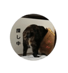 猫。。。他（個別スタンプ：25）