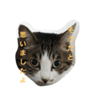 猫。。。他（個別スタンプ：37）