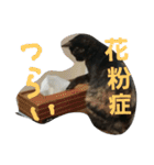 猫。。。他（個別スタンプ：39）