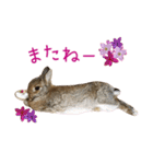 うさぎのシャルル（個別スタンプ：12）