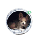 4匹の犬（個別スタンプ：33）