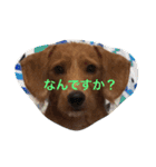 ♡くーちゃん犬♡（個別スタンプ：4）