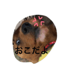 ♡くーちゃん犬♡（個別スタンプ：7）