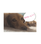 のんびりわんこライフ♩（個別スタンプ：6）