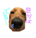 愛犬だよ！（個別スタンプ：1）