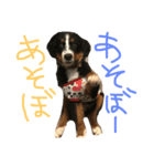 愛犬だよ！（個別スタンプ：4）