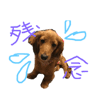 愛犬だよ！（個別スタンプ：5）