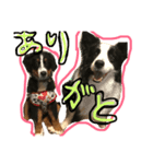 愛犬だよ！（個別スタンプ：6）