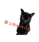 黒猫のぎん（個別スタンプ：6）