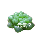 多肉植物で挨拶（個別スタンプ：26）