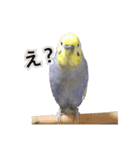 セキセイインコのろいちゃん2（個別スタンプ：1）