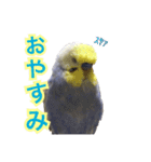 セキセイインコのろいちゃん2（個別スタンプ：4）