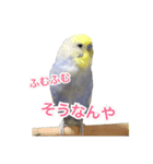 セキセイインコのろいちゃん2（個別スタンプ：7）