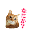 猫のむぎ＆うり（個別スタンプ：1）