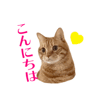 猫のむぎ＆うり（個別スタンプ：8）