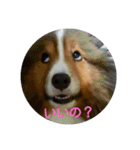 シェルティのスタンプ(sheltie stamp)（個別スタンプ：3）