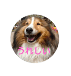 シェルティのスタンプ(sheltie stamp)（個別スタンプ：5）