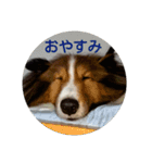 シェルティのスタンプ(sheltie stamp)（個別スタンプ：9）