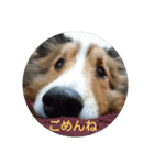 シェルティのスタンプ(sheltie stamp)（個別スタンプ：11）