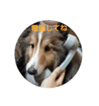 シェルティのスタンプ(sheltie stamp)（個別スタンプ：15）