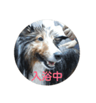 シェルティのスタンプ(sheltie stamp)（個別スタンプ：16）