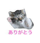 おはぎは猫です。（個別スタンプ：6）