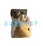 おはぎは猫です。（個別スタンプ：8）