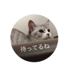 猫のらむ（個別スタンプ：6）