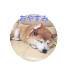 柴犬 スタンプ（個別スタンプ：5）