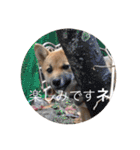 柴犬 yuzu（個別スタンプ：12）