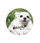 愛犬チワワのジャック♥（個別スタンプ：4）