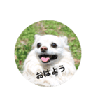 愛犬チワワのジャック♥（個別スタンプ：6）