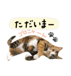 三毛猫のりんごちゃんと仲間達（日常会話）（個別スタンプ：31）