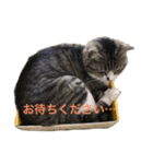 猫の自由（個別スタンプ：2）