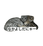 猫のひすい Part1（個別スタンプ：12）