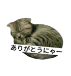 猫のひすい Part1（個別スタンプ：19）