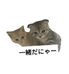 猫のひすい Part1（個別スタンプ：28）