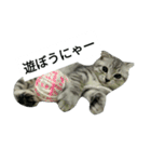 猫のひすい Part1（個別スタンプ：29）