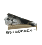 猫のひすい Part1（個別スタンプ：32）