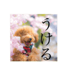 犬のいる暮らし（個別スタンプ：7）