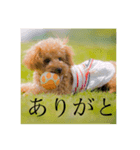 犬のいる暮らし（個別スタンプ：13）