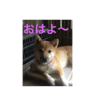 柴犬のももちゃん（個別スタンプ：2）