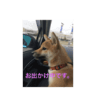 柴犬のももちゃん（個別スタンプ：3）