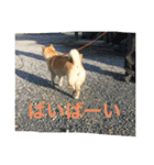 柴犬のももちゃん（個別スタンプ：13）