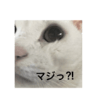 白ねこ こふで君（個別スタンプ：8）