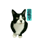 油絵風猫のボヤキ（個別スタンプ：3）