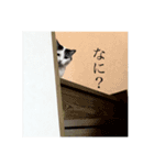 シミねこ（個別スタンプ：4）