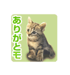 少しおせっかいな猫 ずんぐりちゃん（個別スタンプ：2）