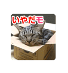 少しおせっかいな猫 ずんぐりちゃん（個別スタンプ：3）